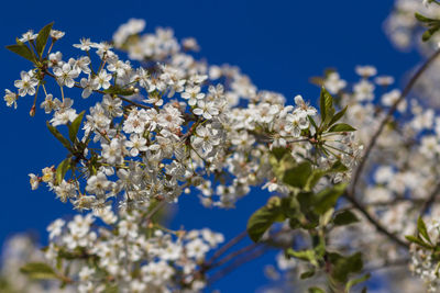 Low angle view of cherry blossom