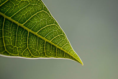 Close-up of leaves