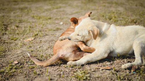 View of a dog relaxing on field