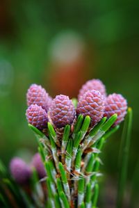 Close-up of pink flower buds