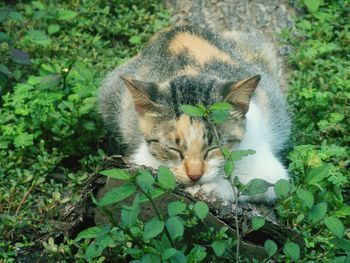 Close-up of cat relaxing amidst plants