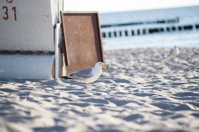 Side view of seagull on sand at beach