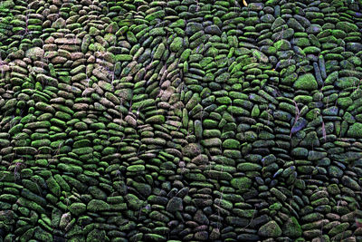 Full frame shot of plants