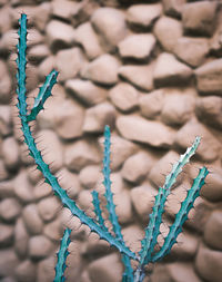 A blue euphorbia on the orange background