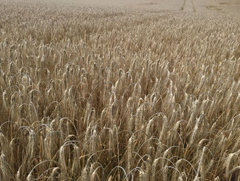 Wheat field