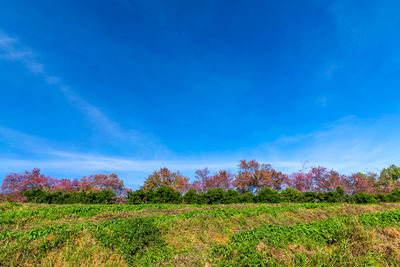 Plants on field against blue sky