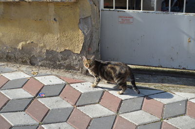 Cat sitting on footpath by wall