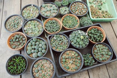 High angle view of cacti in pots on wooden flooring