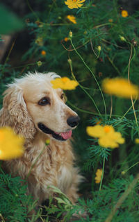 Dog standing amidst yellow cosmos flowers in yard