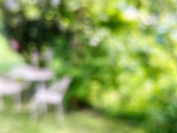 Defocused image of plants growing on land