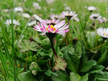 Close-up of purple flowering plant on field