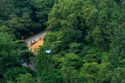 High angle view of trees and plants in forest