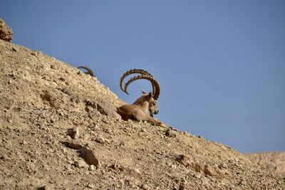 Low angle view of horse against clear sky