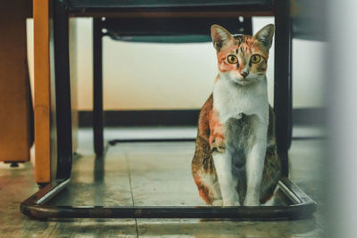 Portrait of cat sitting on floor at home