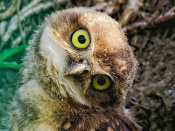 Close-up portrait of owl on field