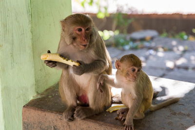 Macaque mother and baby eating bananas in a myanmar temple