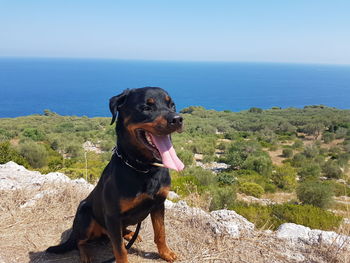 Rottweiler dog sticking out tongue while sitting by sea