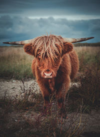 Lion standing in a field