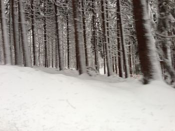 Trees in forest