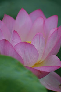 Close-up of pink flower