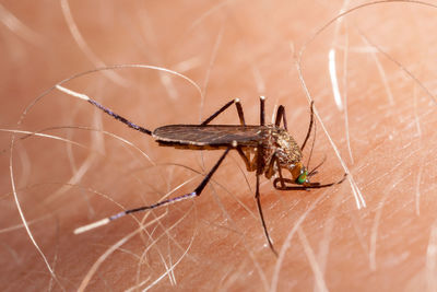 Close-up of spider