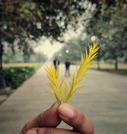 Close-up of hand holding yellow flowering plant