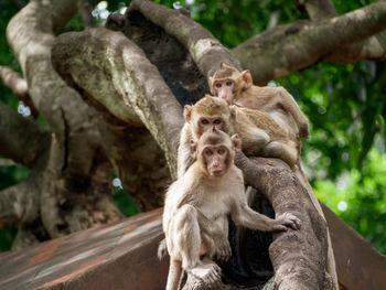 Monkeys sitting on tree