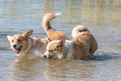 Several happy welsh corgi pembroke dogs playing and jumping in the water on the sandy beach