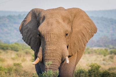 View of elephant on land