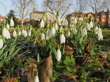 Close-up of white flowering plants on field