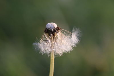 Close-up of dandelion flower