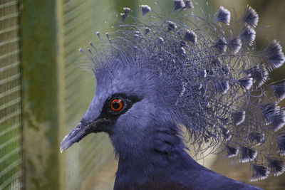 Close-up of a bird