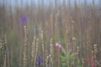 Close-up of purple flower plants