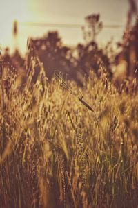 Close-up of wheat growing on field