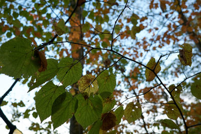 Low angle view of leaves on plant against sky