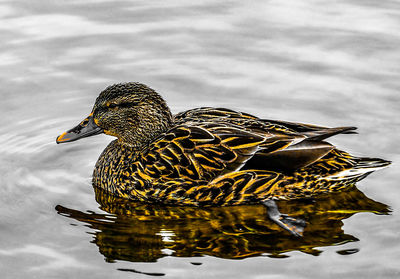 High angle view of mallard duck swimming in lake