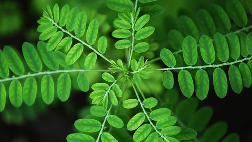 Close-up of green leaves