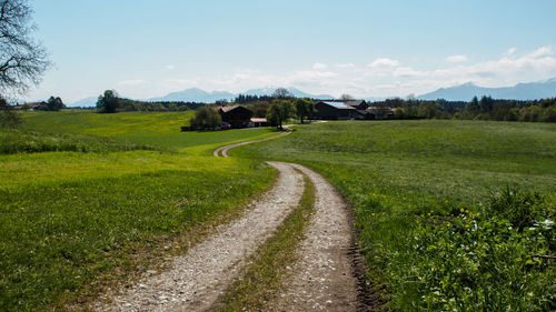 Trees on grassy field