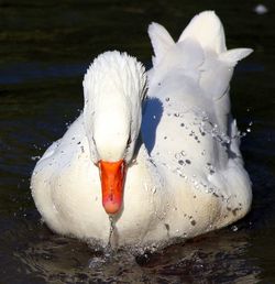 Close-up of swan swimming in lake