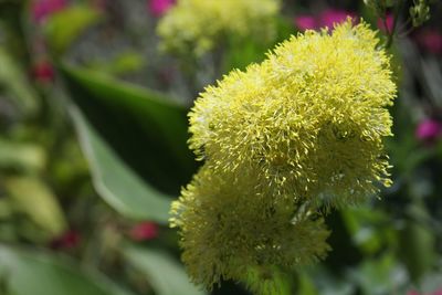 Close-up of plant