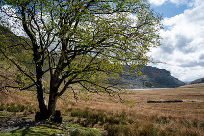 Tree on field against sky