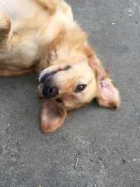 High angle view of dog lying on road