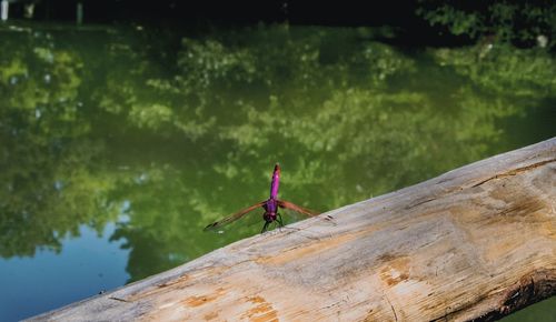 Man fishing on log against trees