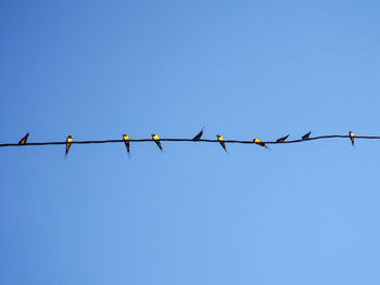 Low angle view of birds perching on cable against clear blue sky