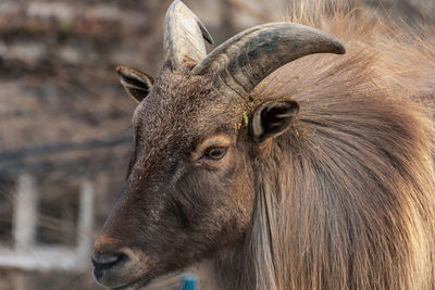 Close up portrait of a wild goat. head shot of a wild goat.