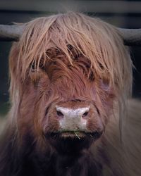 Close-up of a horse