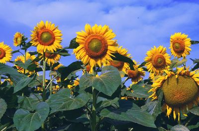 Sunflowers blooming on field against sky
