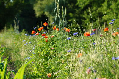 Plant growing on field