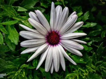 Close-up of white flower blooming outdoors