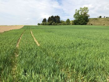 Scenic view of agricultural field against sky